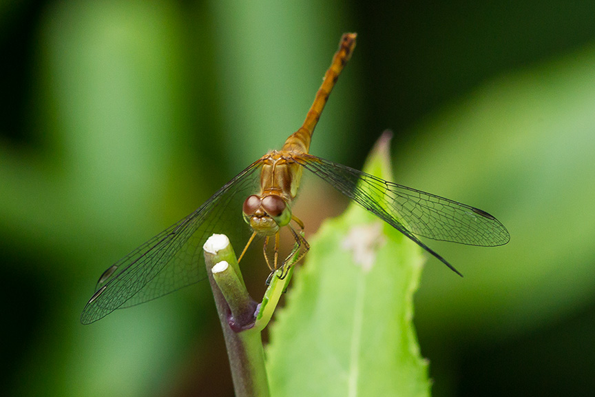 Small Red Dragonfly v2 yard 2015_43G8677