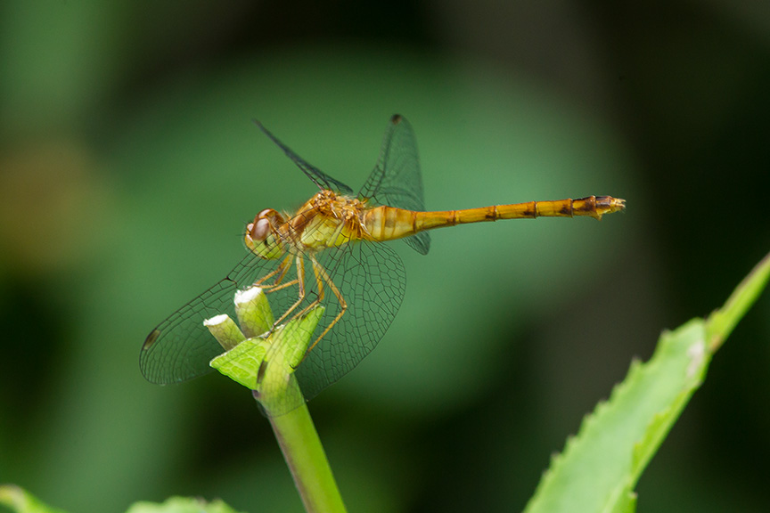 small red dragonfly v2_43G8743