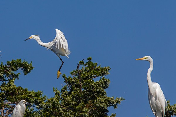 Snowy Egret & Great & Lit Blu v1 brig 2015_43G0084