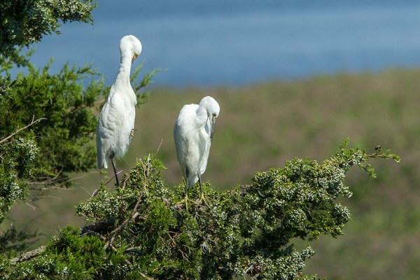 Snowy egret v1_Brig 2015 43G0101