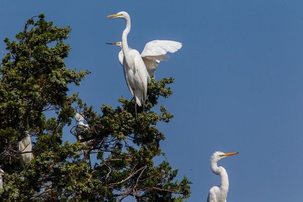 Snowy & Great Egret v1 Brig 2015_43G0080