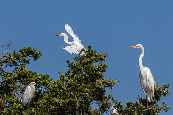 Snowy Great Lit blue Im Egret_43G0083