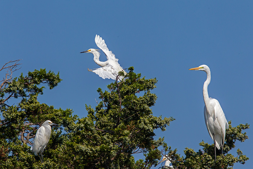 Snowy Great Lit blue Im Egret_43G0083
