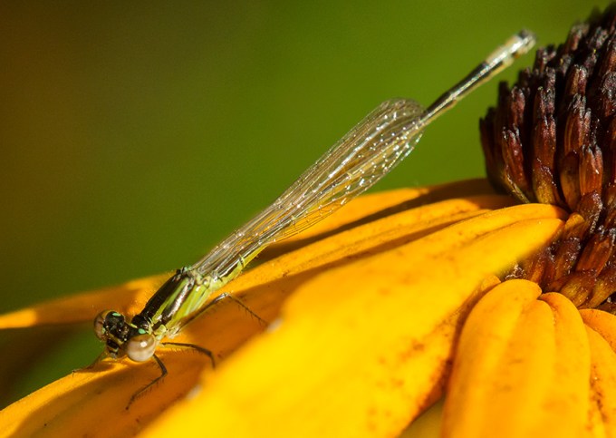 Teneral Damselfly v2_43G2882