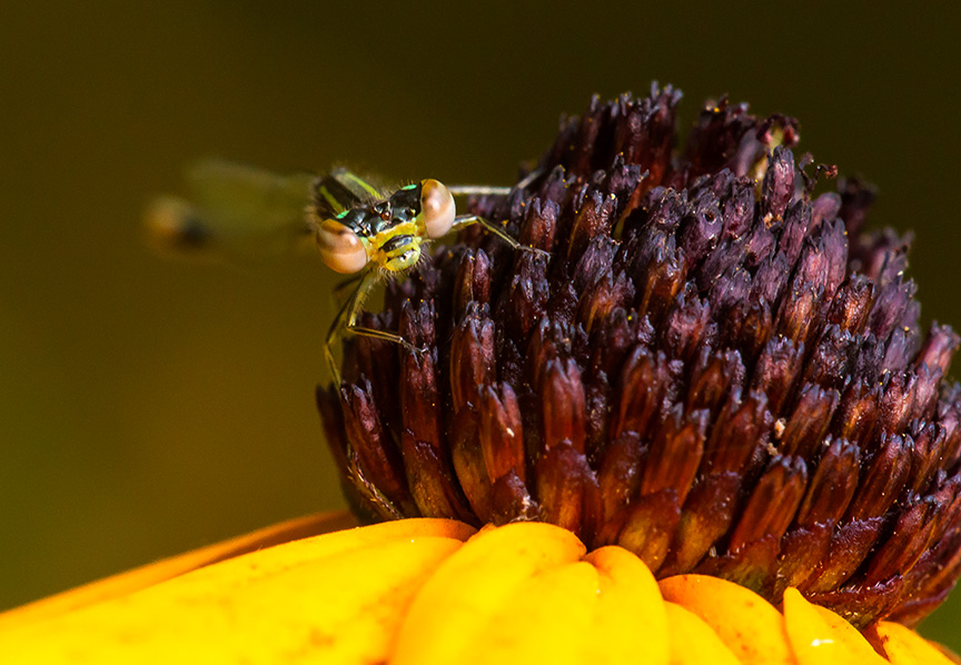 Teneral Eastern Forktail Damsel v2_43G2764