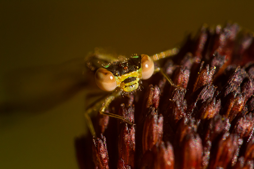 Teneral Eastern Forktail Damsel v2_43G2829
