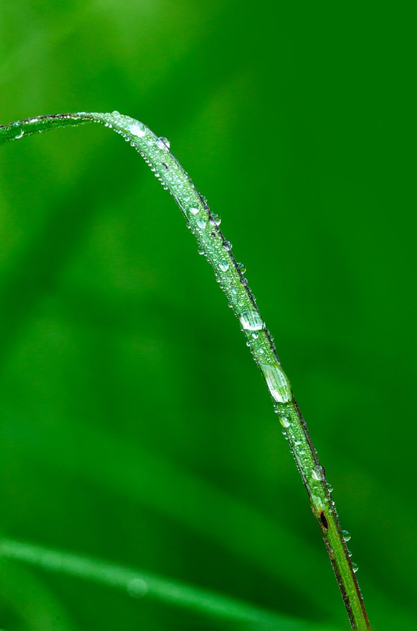 Yard grass stk v5 f56_9img 43G6202