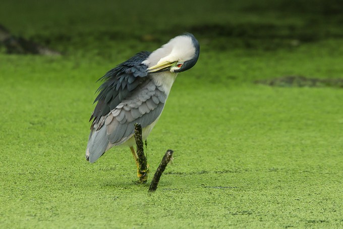 BCNH v12cf 2015_43G5393