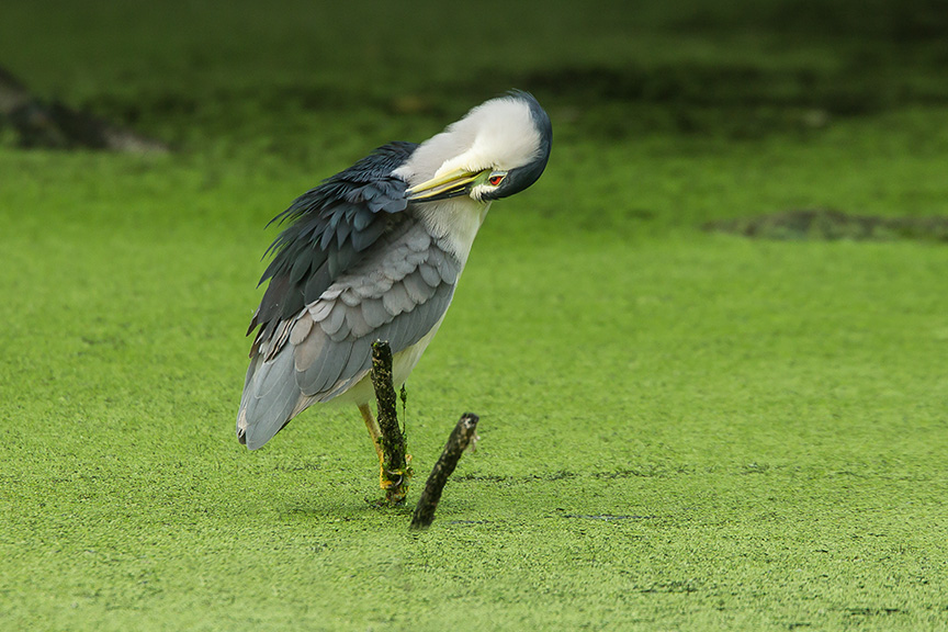 BCNH v12cf 2015_43G5393