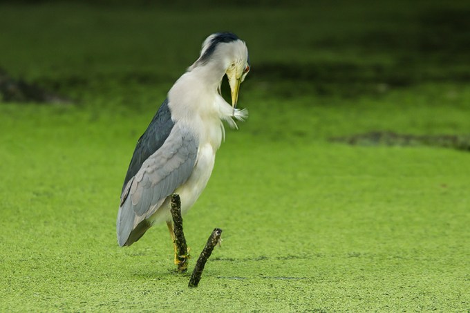 BCNH v2 cf 2015_43G5376