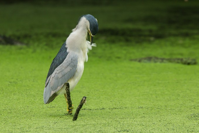 BCNH v2 cf 2015_43G5379