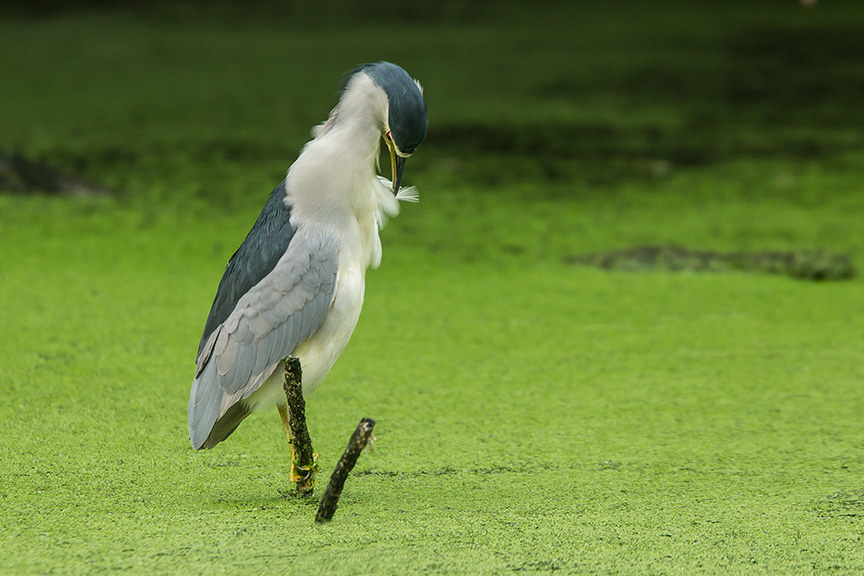 BCNH v2 cf 2015_43G5379