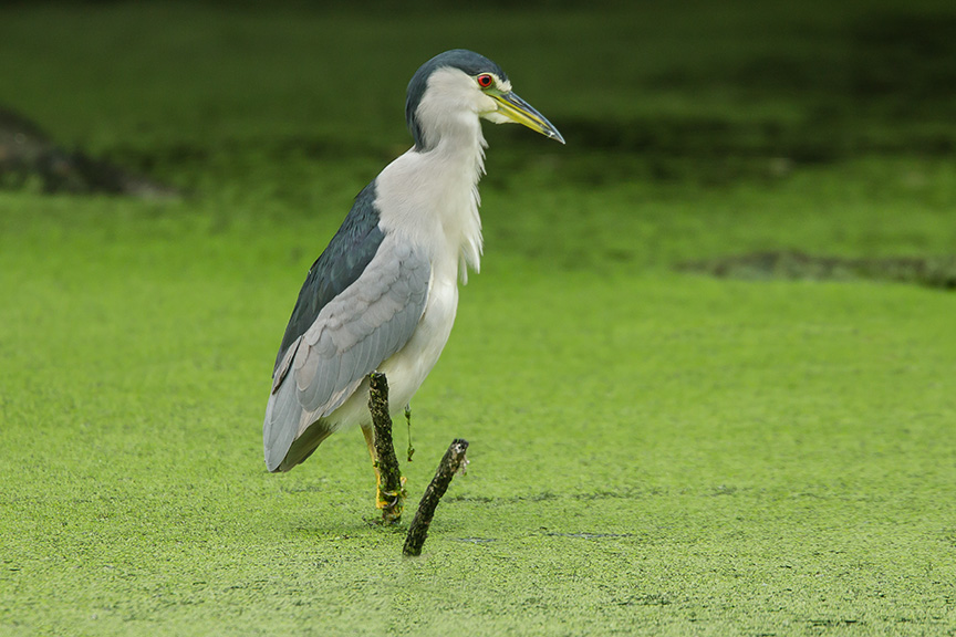 BCNH v2 cf 2015_43G5387