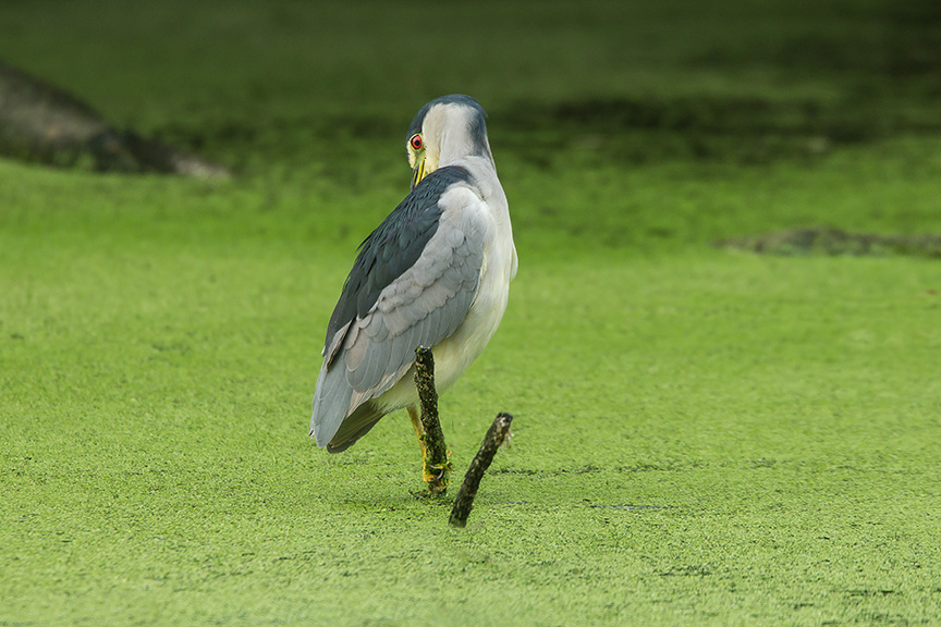 BCNH v2 cf 2015_43G5396