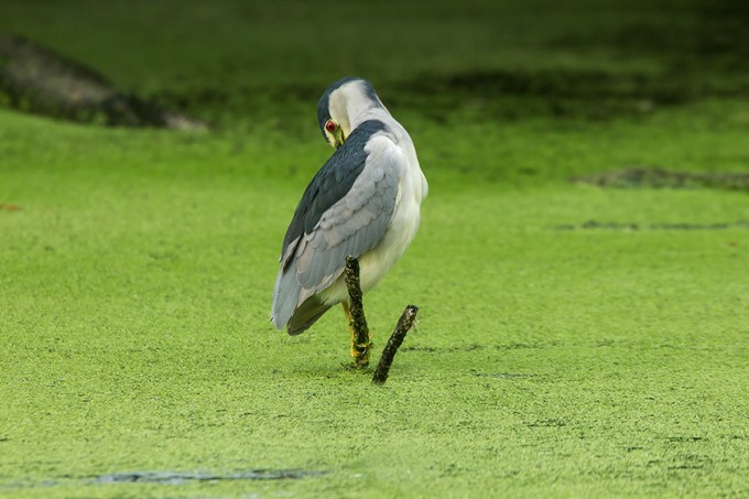 BCNH v2 cf 2015_43G5397