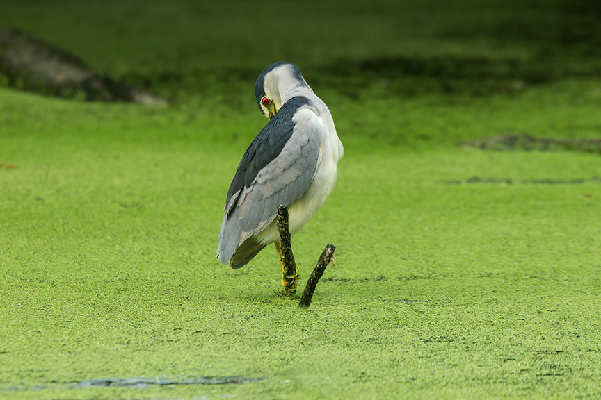 BCNH v2 cf 2015_43G5397