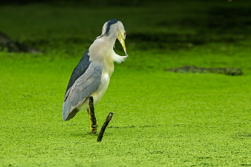 BCNH v3 cf 2015_43G5383