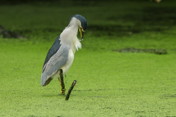 BCNH v3 cf 2015_43G5386