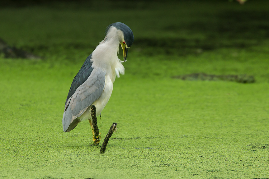 BCNH v3 cf 2015_43G5386