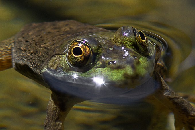 Floating Frog v2_MG_9445