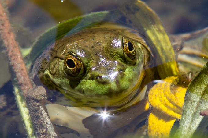 Frog v1