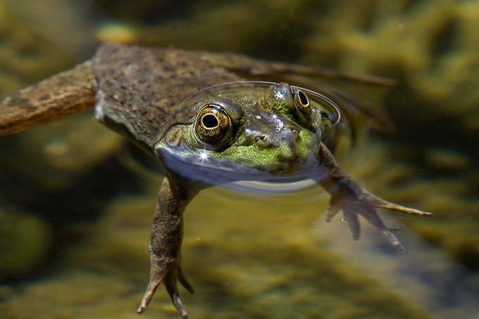 frog v2_MG_9473