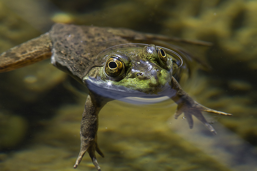 frog v2_MG_9473