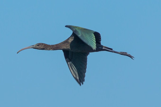 Glossy Ibis v1 brig 2015_43G0033