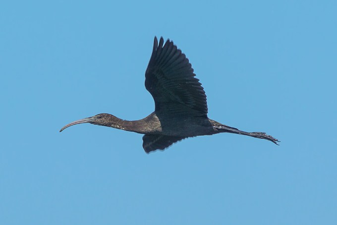 Glossy Ibis v1 brig 2015_43G0034