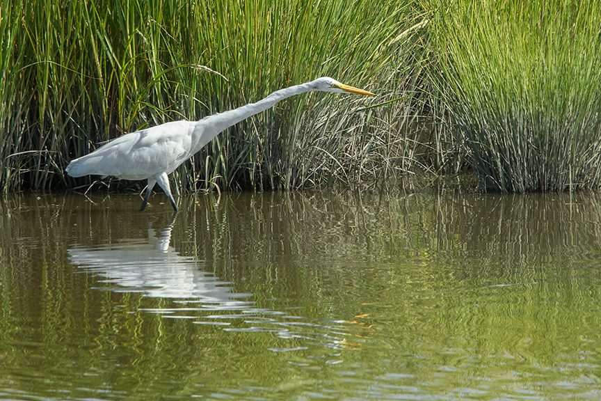 Great egret v2 Brig 2015_43G0424