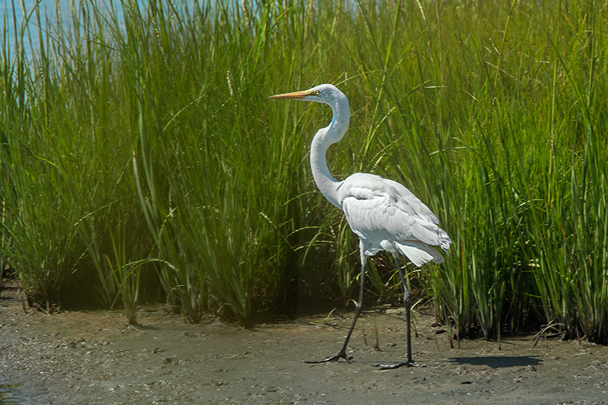 Great Egret v2 Brig 2015_43G0975