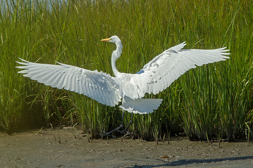 Great Egret v3 Brig_43G0970 2