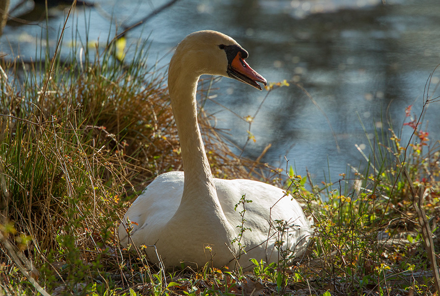 _Mute swam McFaul v143G1578-2