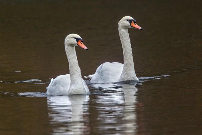 Mute Swan McFaul 43G1044 v12
