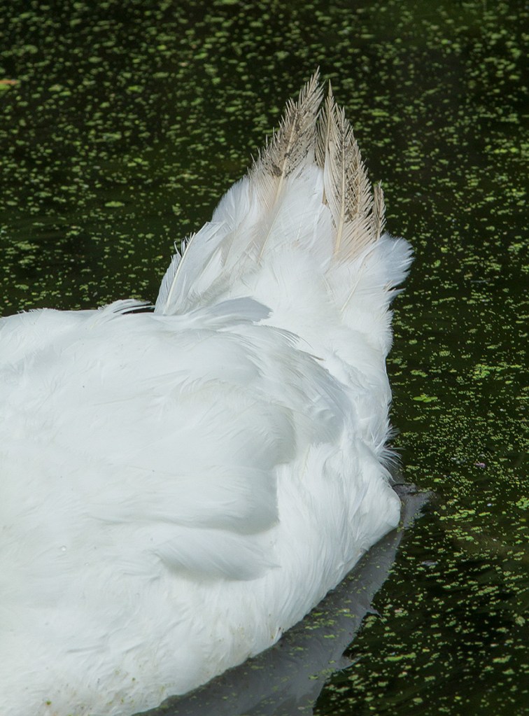 Mute Swan Tail v1 mcfaul_43G8967