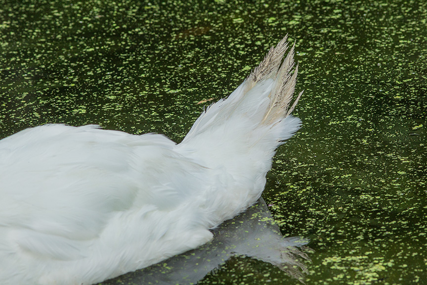 Mute Swan Tail v1 Mcfaul_43G8991