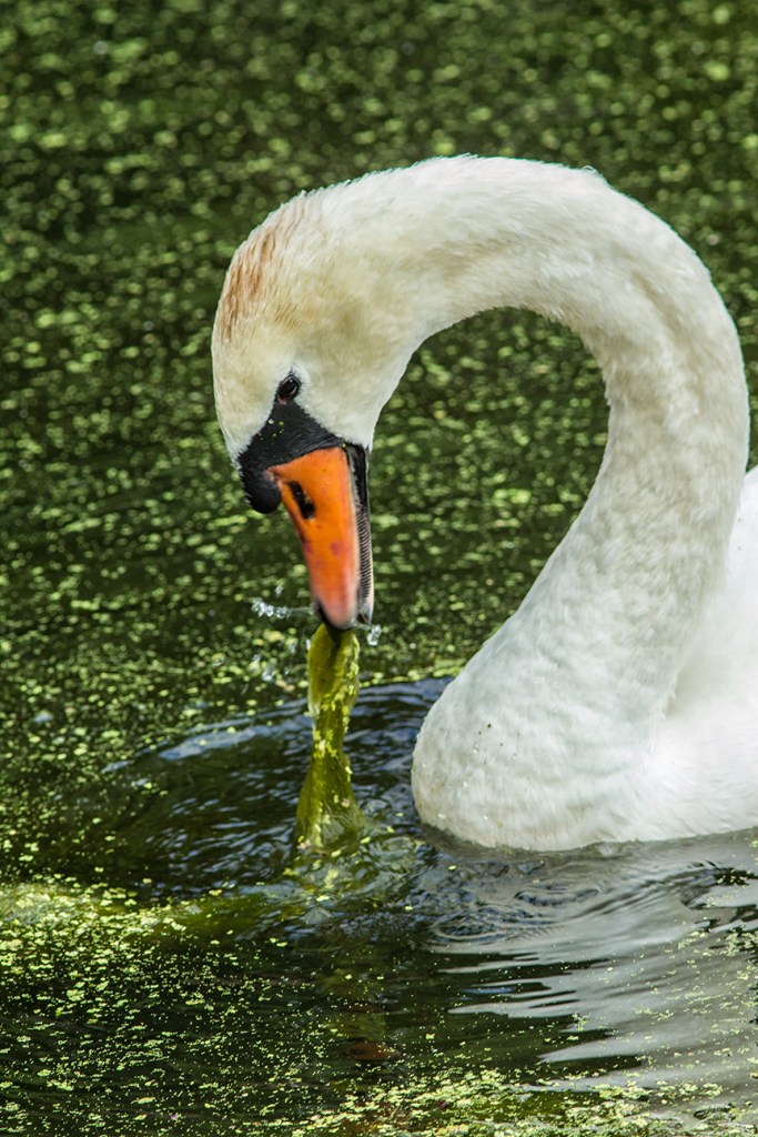 Mute swan v1 McFaul v2_43G9009