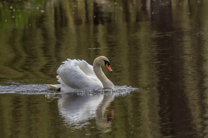 Mute Swan v3 McFaul_MG_6654-2