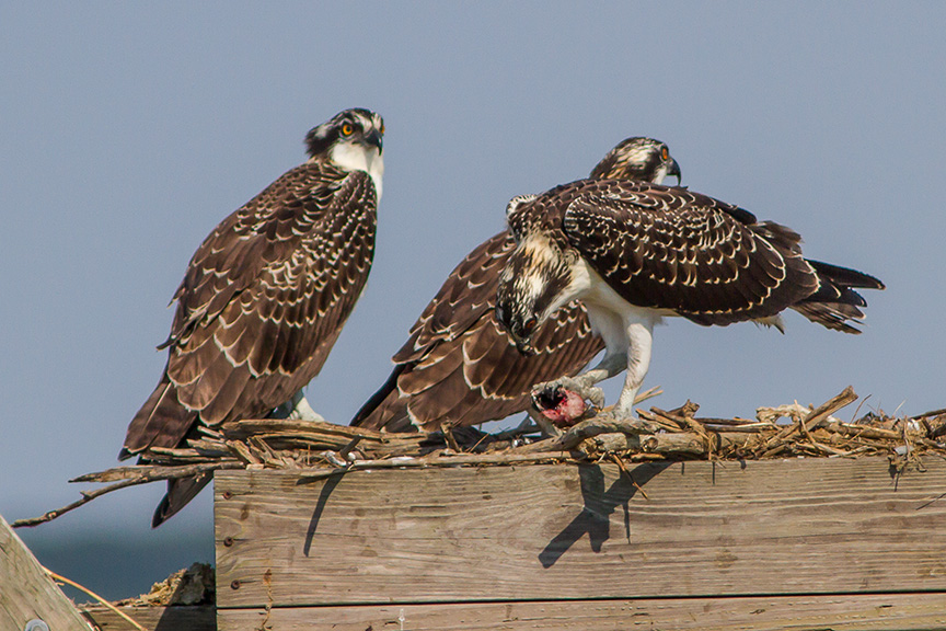 Osprey v2 brig 2015_MG_0329