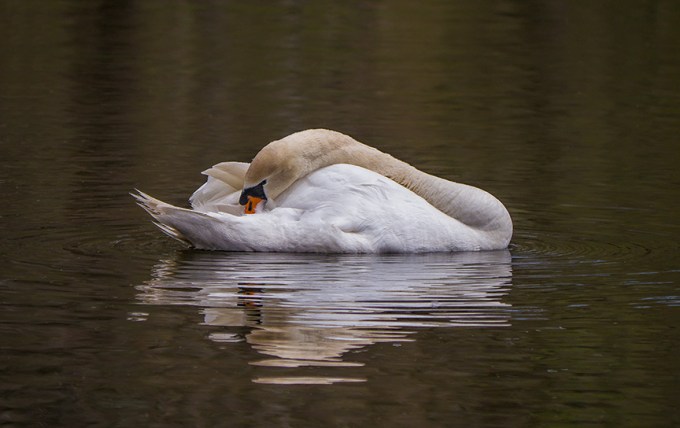 Swan v5 Mcf 2015_1290410