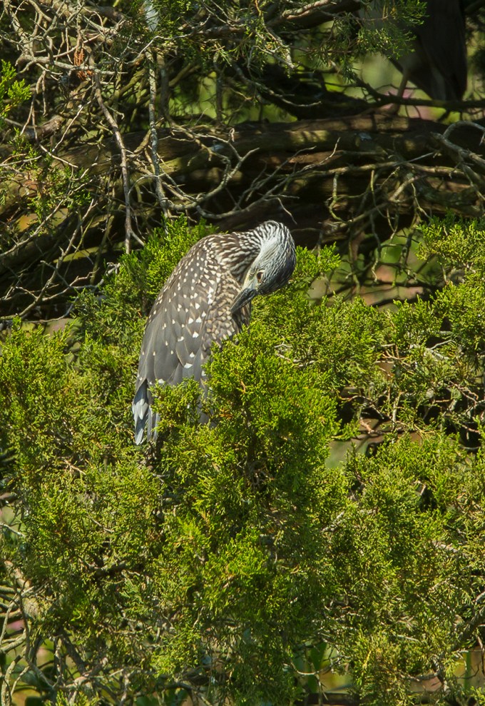 YCNH v2 brig 2015_43G1091