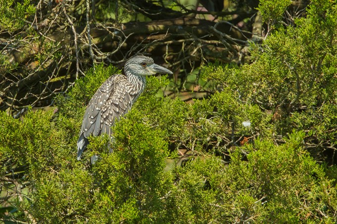 YCNH v2 brig 2015_43G1097