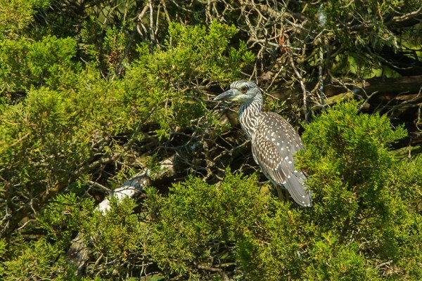 YCNH v2 brig 2015_43G1134