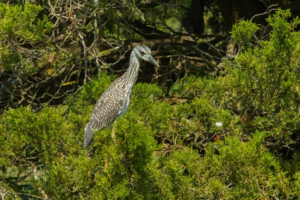 YCNH v3 brig 2015_43G1054