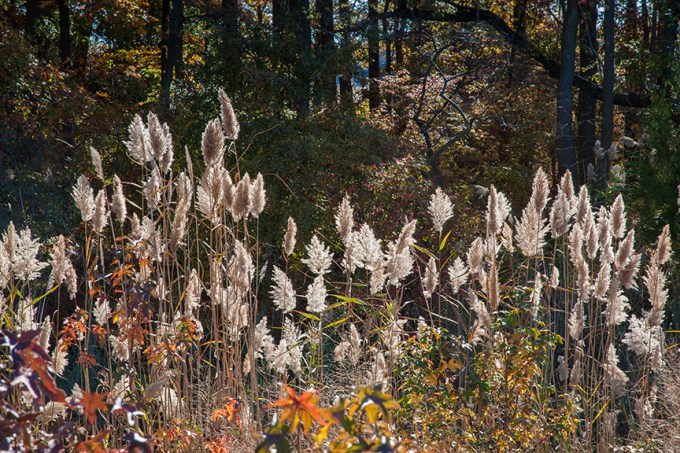 BH Bklt Grasses v2 2015_80I8538