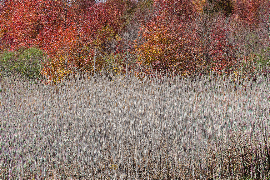BH grasses 2015 v1_80I7391