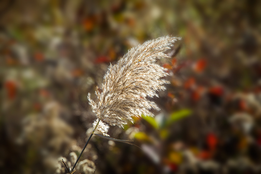 BH Grasses v2 2015_43G5616