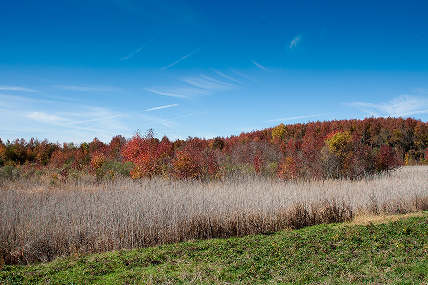 BH Landscap 2015 v1_80I7356
