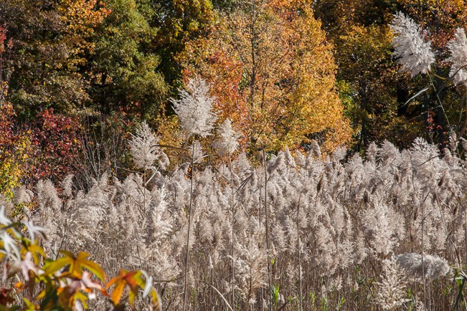 BH Landscap v1 2015_80I8628