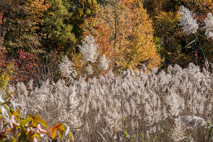 BH Landscap v1 2015_80I8628